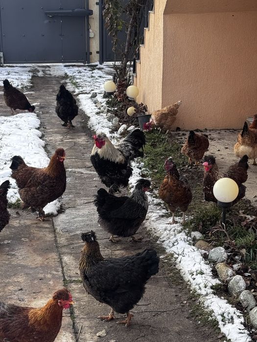 Oua gaini motate si barboase