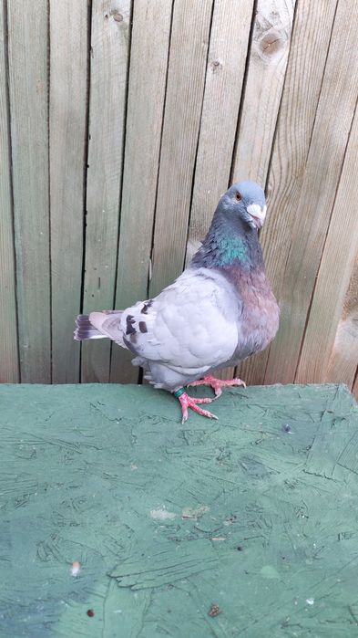 Porumbei Americani Pereche