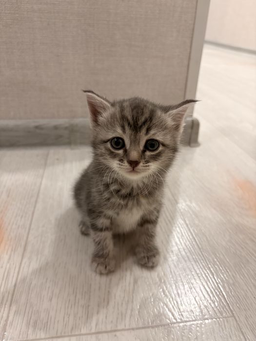 Отдам в добрые руки котенка 1,5 месяца