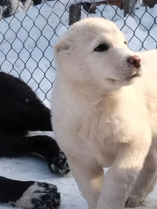 Щенки САО,Волкодав,Тобет белые девочки