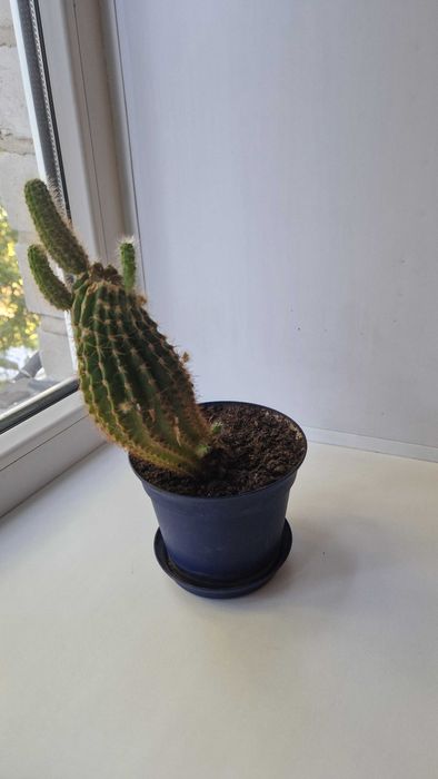 Продам кактус с горшком