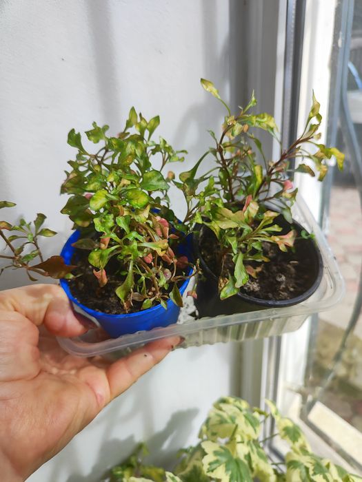 Цветы  Комнатные