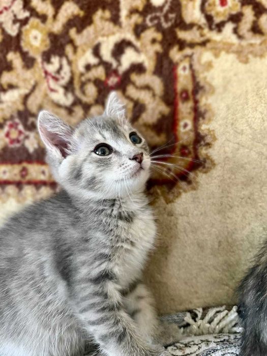 Котята в поиске дома