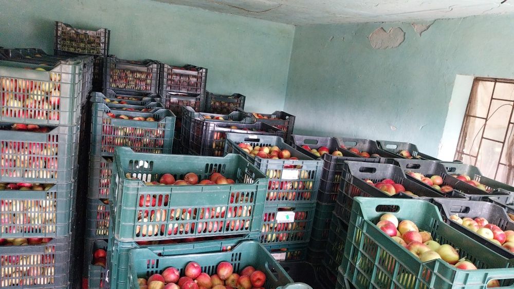 Vând mere angro și consum diferite soiuri, zona Voinesti Dambovita