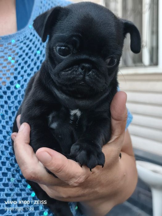 Очаровательные щенки мопса.