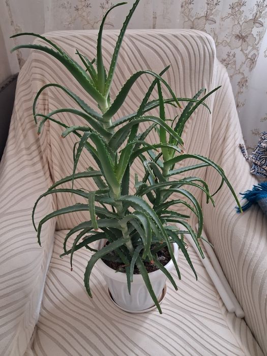 Лечебный Алой.  многолетний