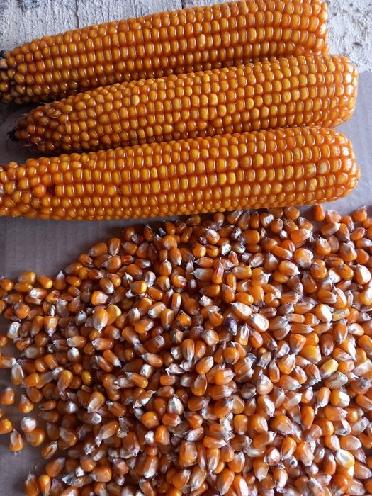 Vând grăunte sticlos  de mămăligă