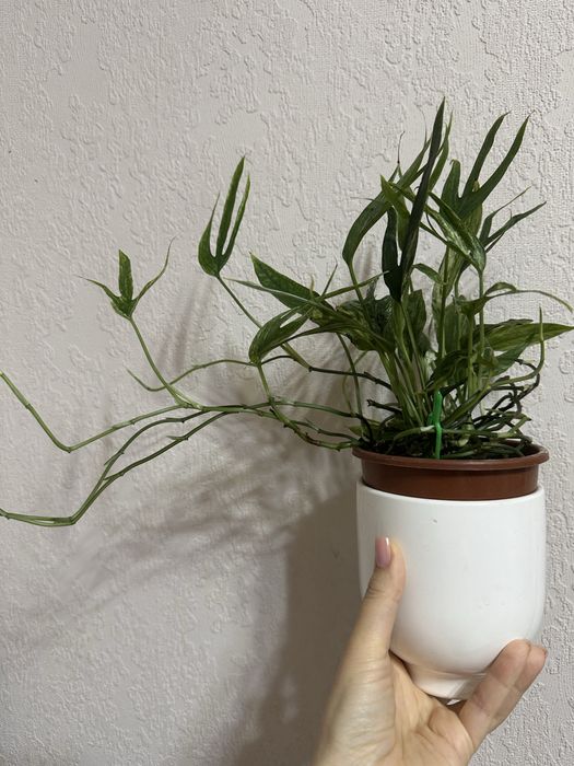 Amydrium Zippelianum Variegated Амидриум зиппелианум вариегатный