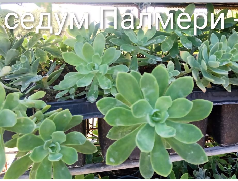 Продавам Суколенти , разсад