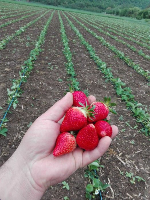 Разсад ягоди сорт Априка и Клери от производител за пролетно засаждане
