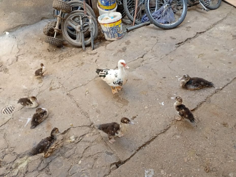 Vând rata cu pui