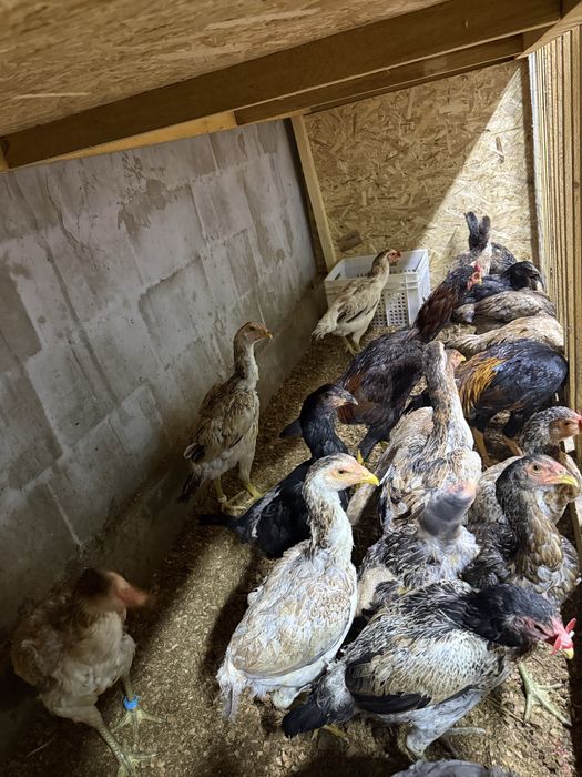 Продам молодых курей