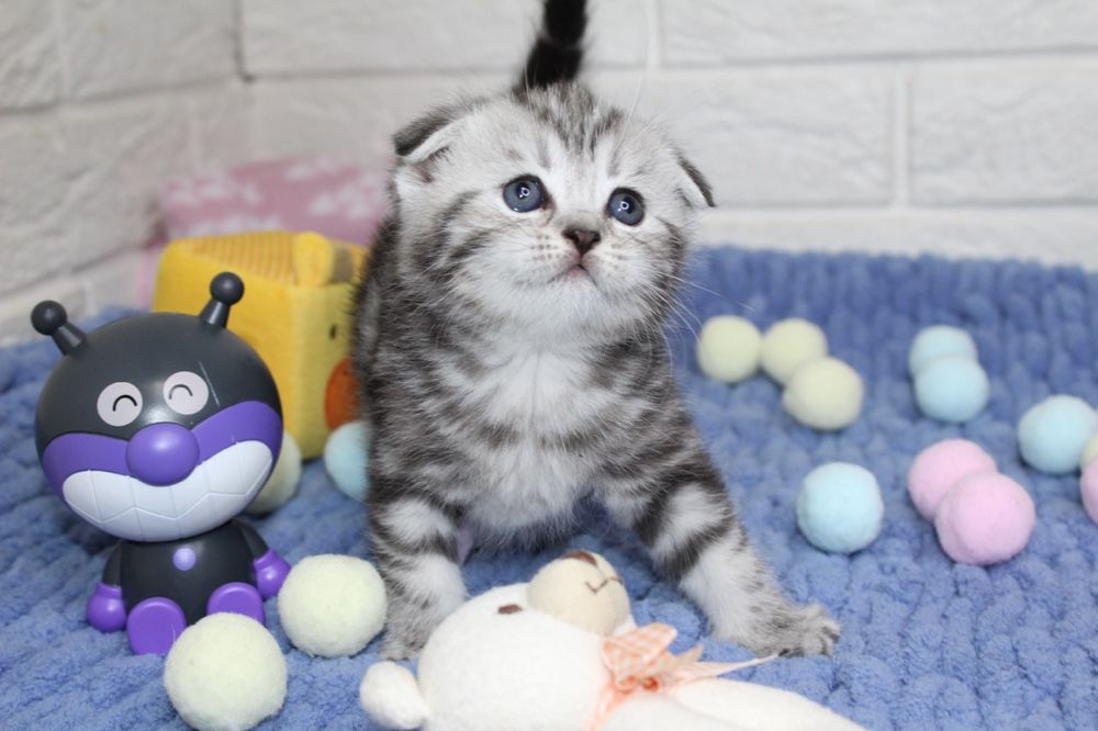 Шотландские вислоухие/прямоухие детки