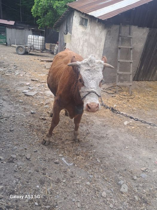 Vand vaca buna de lapte !