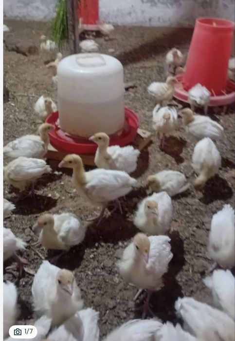 Франция Биг6 жужалари 20 кунлиги 100 минг оптом