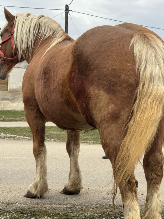 Vând iapă de 7 ani gestantă foarte blândă!!