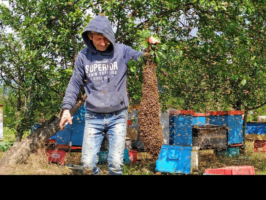 Vând familii de albine la alegere – 50 lei/rama