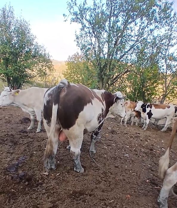 Vând taur băltat ro
