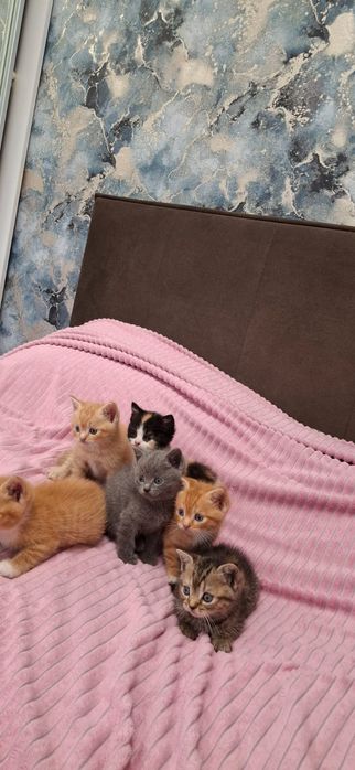 Британские котики