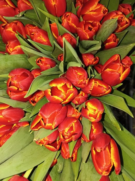 Тюльпаны есть Астана