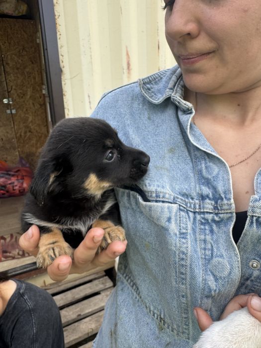 Отдадим щенят в добрые руки!