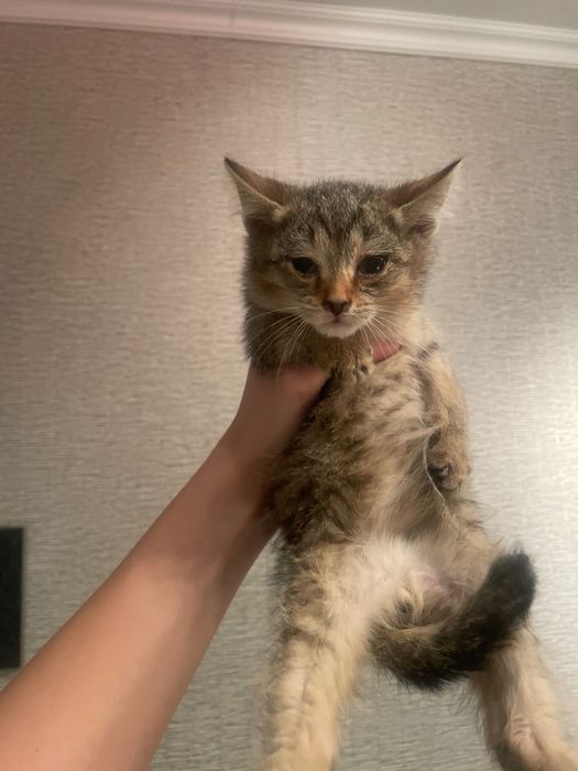 Котенок мальчик. Нашли в подъезде