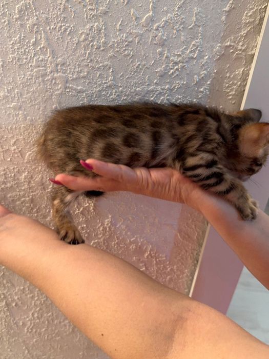 Продам бенгалов 2 месяца