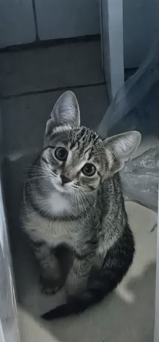 Котята девочки в добрые руки