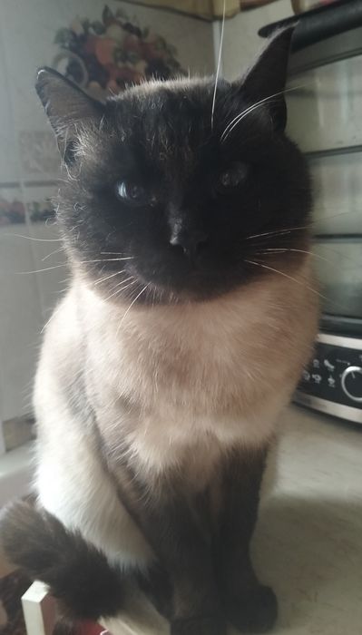 Найдена кошечка в районе Химгородков