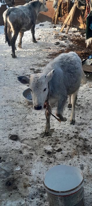 Продам телят и быков