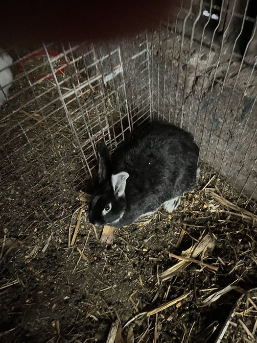 Vand iepuri diferite rase:belgieni, berbec german