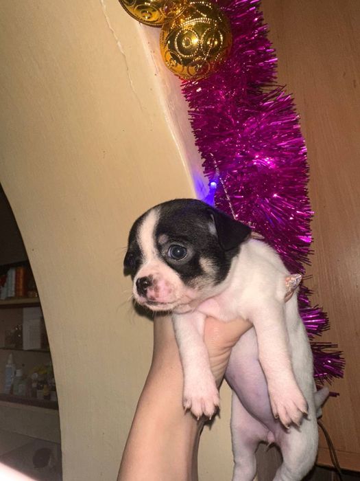 Щенки чихуахуа родились 25 ноября