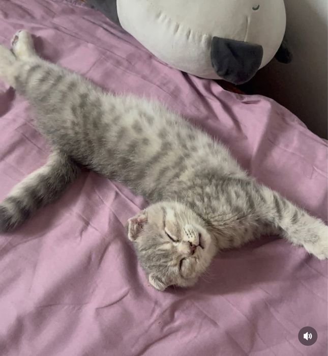 Шотландские котята