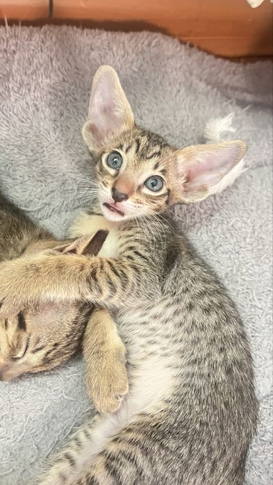 Ориентальные котята