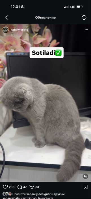 mushik sotiladi jinsi qiz