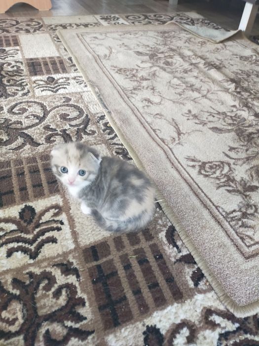 Отдам котят в добрые руки