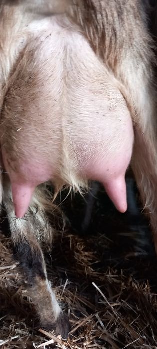 Capre anglo nubiene de lapte