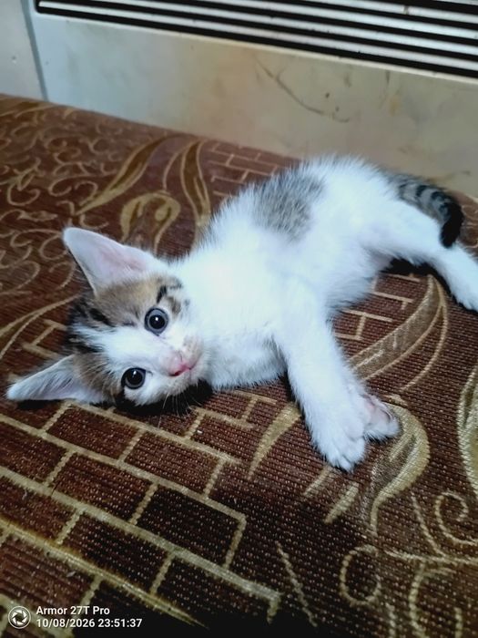Отдам котят. Бесплатно