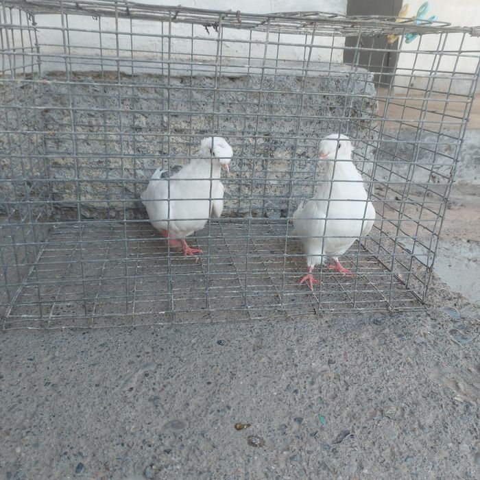 Бели двух чуби самец самка питак