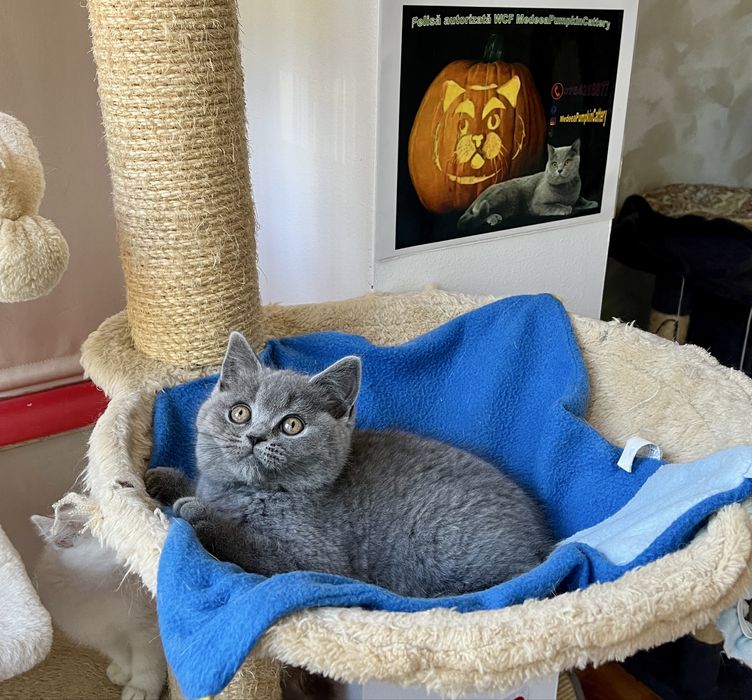 British shorthair blue
