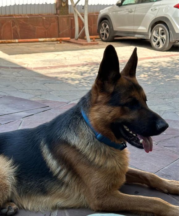 Вязка кобель немецской овчарки