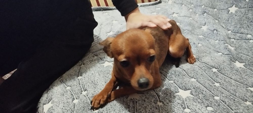 Продам Русский той