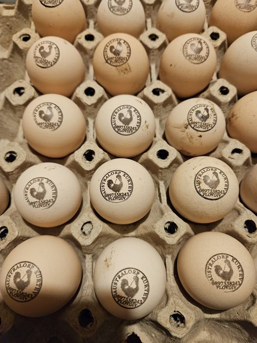 Оплодени яйца от австралорп