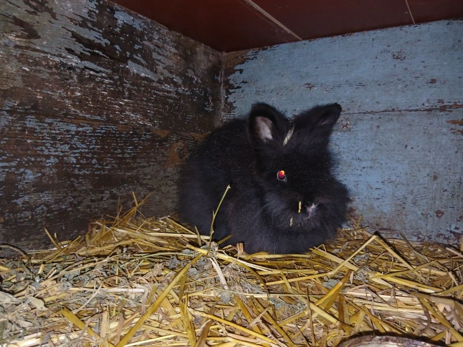 Vând/Schimb iepuri cap de leu