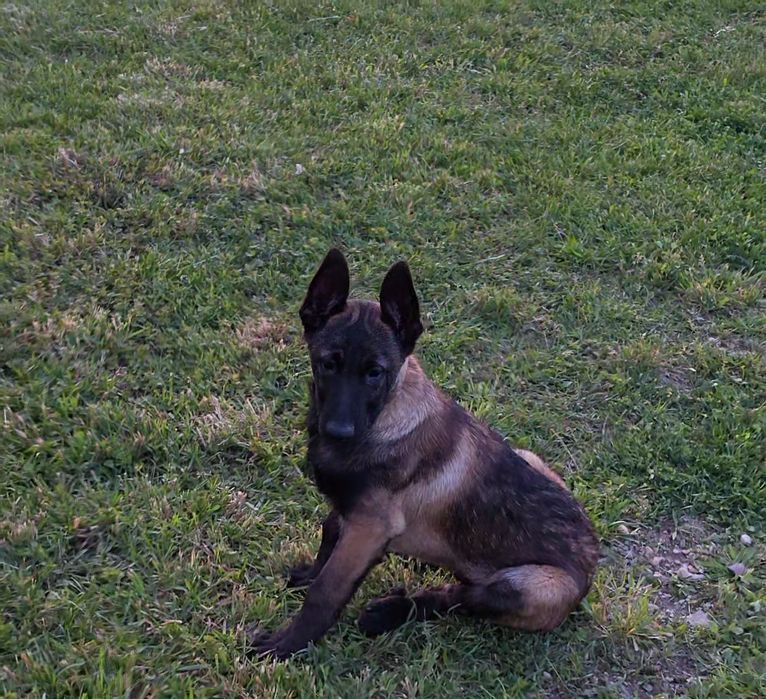 Ciobănesc belgian malinois mascul