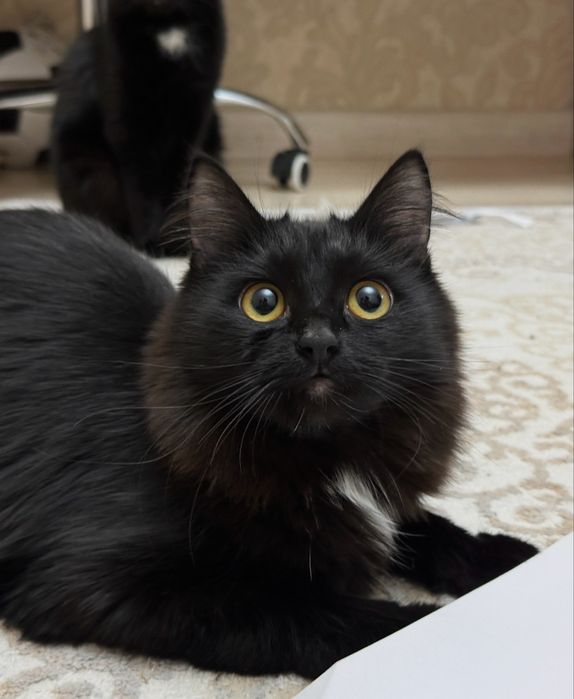 Отдам в добрые руки кошку  2 года