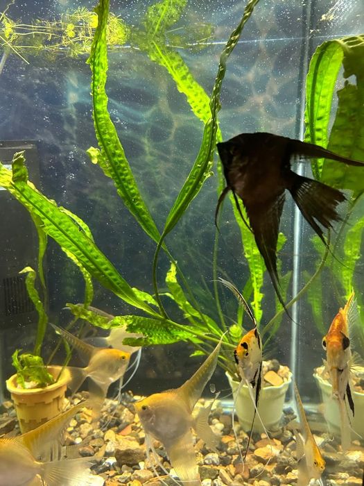 Продам новый аквариум 150 л.