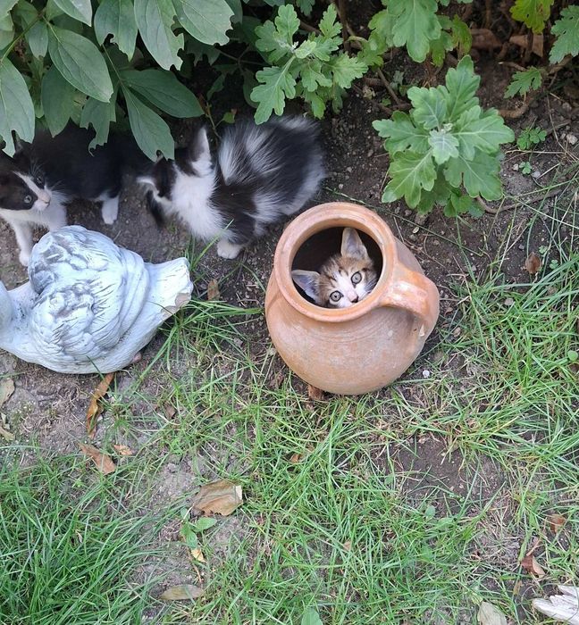 Пидарявам котета