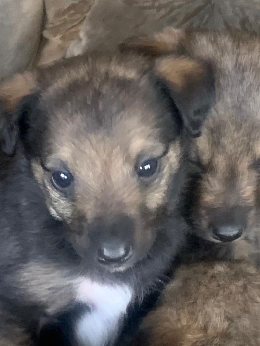 Отдам щенков в добрые руки