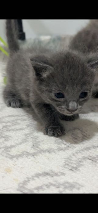 Бесплатно отдам котят
